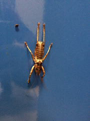 Liparoscelis pallidispina