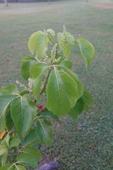 Allophylus timorensis