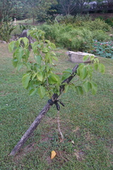 Allophylus timorensis