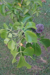 Allophylus timorensis