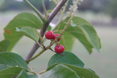 Allophylus timorensis