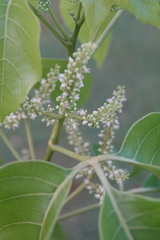 Allophylus timorensis