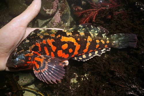 Greenling (Hexagrammos lagocephalus) — Hexagrammidae — 2