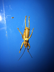 Liparoscelis pallidispina