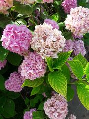 Hydrangea macrophylla