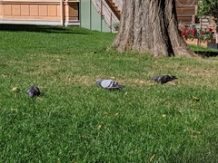 Columba livia domestica