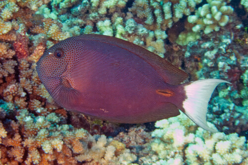 Acanthurus nubilus observed 2024-11-01