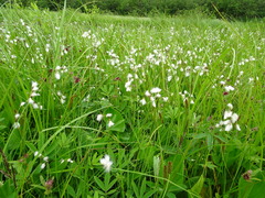 Eriophorum gracile