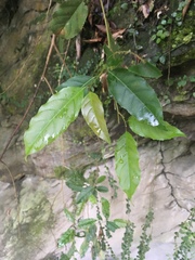 Itea parviflora