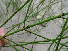 Equisetum palustre