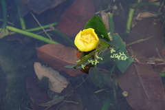 Nuphar japonica