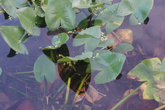 Nuphar japonica