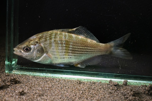 Shiner Surfperch