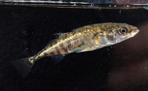 Threespine Stickleback