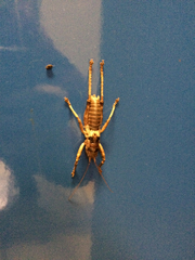 Liparoscelis pallidispina