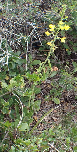 Image of Eulophia speciosa by (c) Nicola van Berkel, some rights reserved (CC BY-SA)