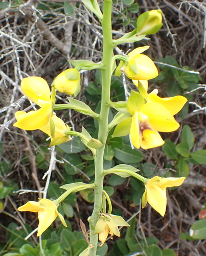 Image of Eulophia speciosa by (c) Nicola van Berkel, some rights reserved (CC BY-SA)