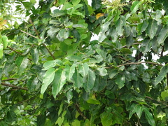 Terminalia paniculata