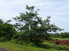 Terminalia paniculata