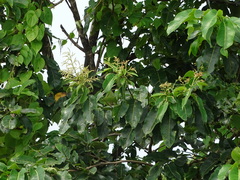 Terminalia paniculata