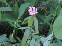 Centaurea