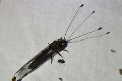 Ululodes macleayanus