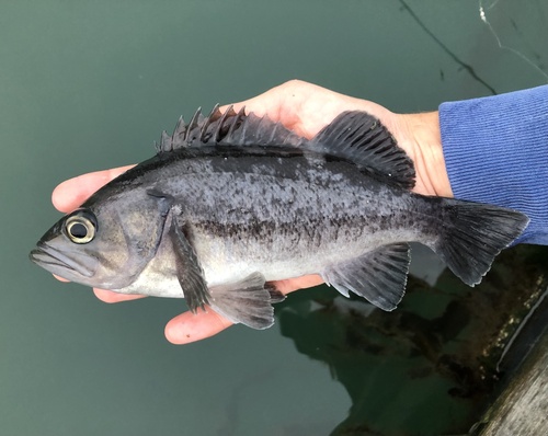 Black Rockfish