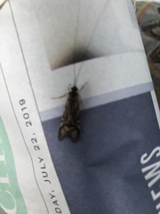 Macrostemum zebratum