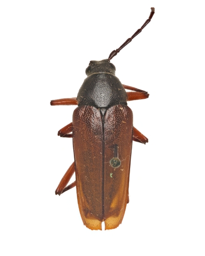 Sphenostethus taslei photo 2