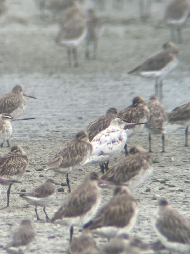 Bar-tailed Godwit