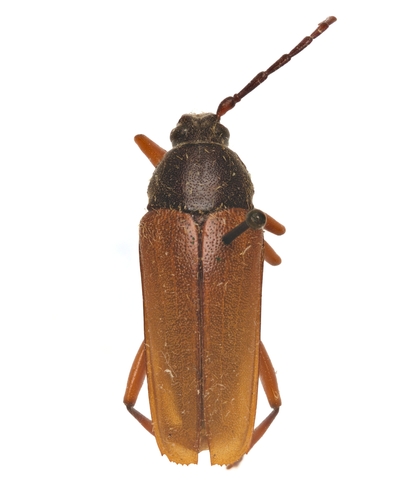 Sphenostethus taslei photo 4