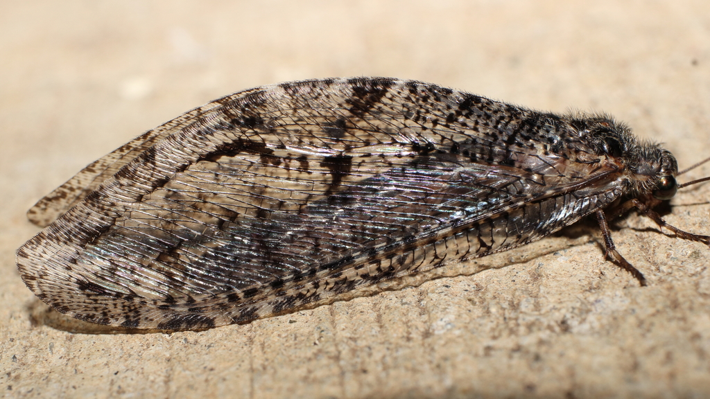 Polystoechotes punctata