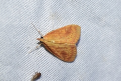 Ostrinia
