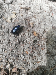 Anoplotrupes stercorosus