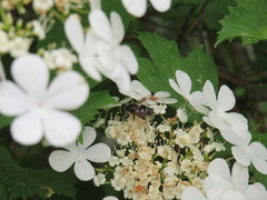 Eristalis obscura