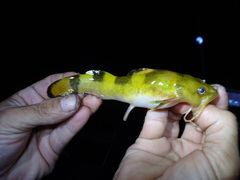 Checkered Madtom photo 5