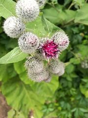 Arctium tomentosum