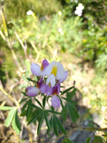 Image of Lupinus mutabilis by (c) Ángela Patricia Rojas Cortés, some rights reserved (CC BY-SA)