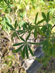Lupinus mutabilis, photograph (c) Ángela Patricia Rojas Cortés, some rights reserved (CC BY-SA)