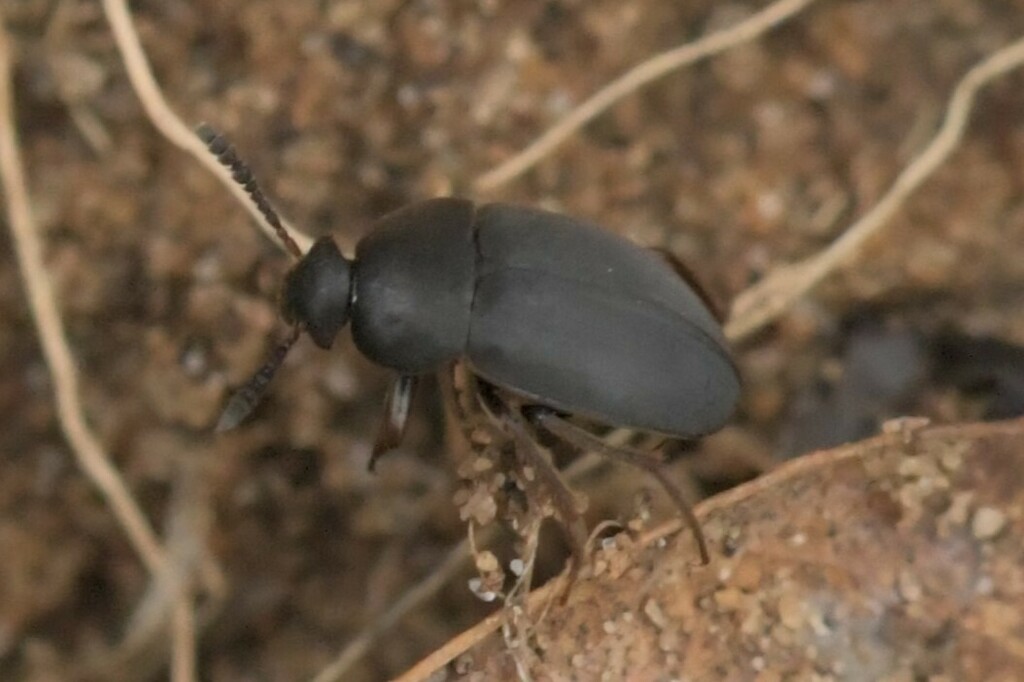 Catops grandicollis