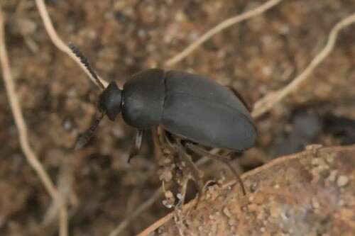 Catops grandicollis