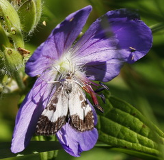 Udea hamalis