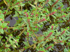 Rotala malampuzhensis