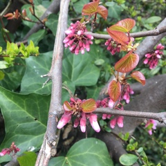 Cercis siliquastrum