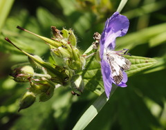 Udea hamalis