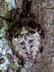 Araneus bicentenarius