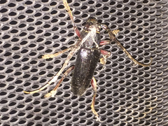 Enaphalodes seminitidus