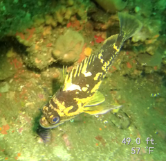 Sebastes chrysomelas