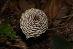 Zingiber pachysiphon