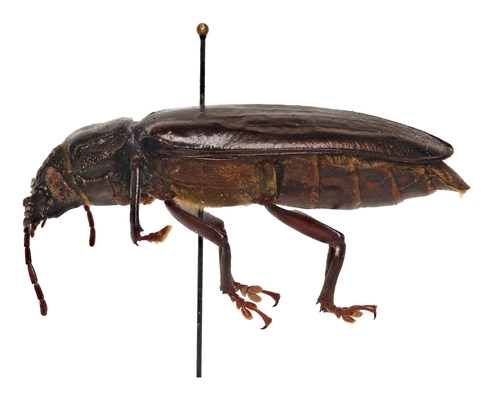 Photo of Hardwood Stump Borer (Mallodon dasystomus)